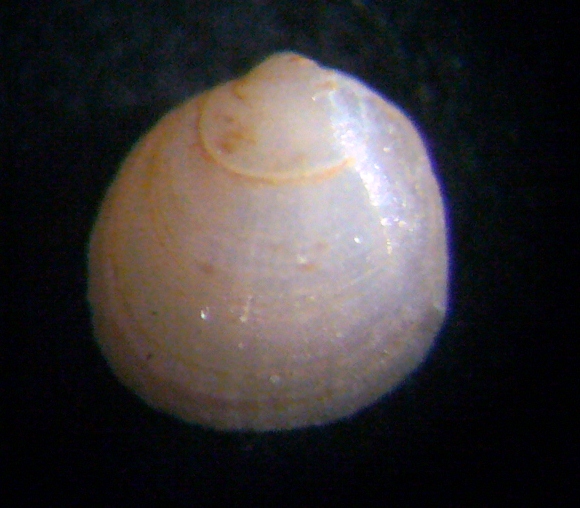 Piccolo bivalve